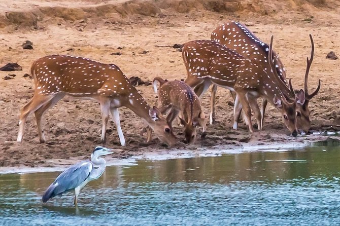 Private Day Trip to Yala National Park from Colombo - Door-to-door private transport: comfort, control, and fewer headaches