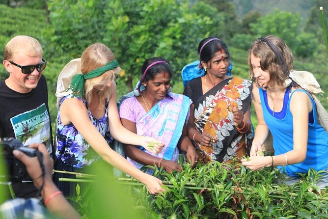 Private Galle Day Tour with Boat Safari & Tea Factory Visit - All Inclusive - Bentota River Safari: mangroves, wildlife time, and boat comfort