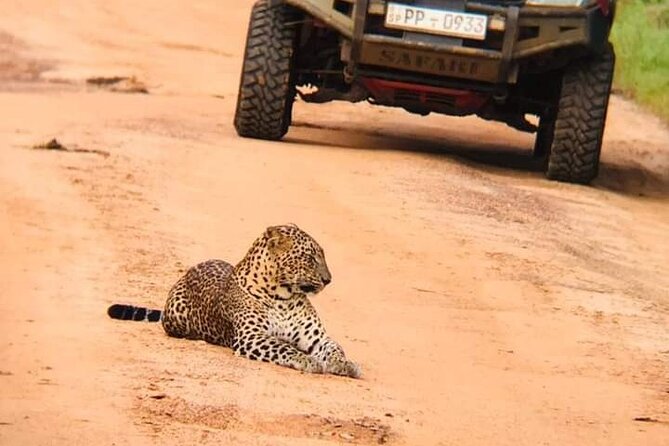 Private Wilpatu National Park Leopard safari from Colombo/Negambo - Key things that make this Wilpattu leopard safari worth your time