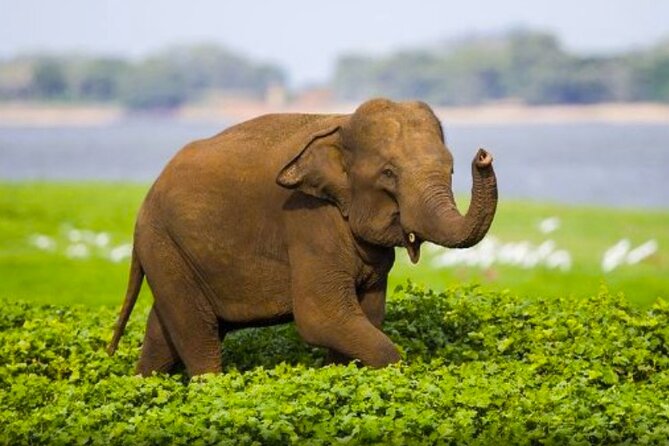 Sigiriya Rock & Cave Temple with Jeep Safari Private Day Trip - Key highlights to know before you go