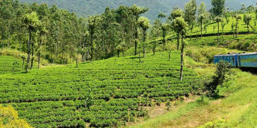 Sri Lanka: 2-Day wildlife tour; rainforest and National park - Two Days, Three Nature Zones: Sinharaja to Udawalawe to Tea Hills