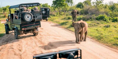 Sri Lanka: 2-Day wildlife tour; rainforest and National park - Day 1: Sinharaja Rainforest Trek and Guided Bird-Watching