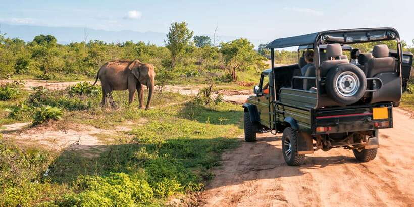 Sri Lanka: 2-Day wildlife tour; rainforest and National park - Udawalawe Jeep Safari: Elephants, Crocodiles, and Real Off-Road Searching