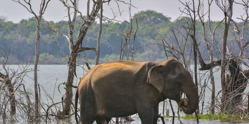 Sri Lanka: 2-Day wildlife tour; rainforest and National park - Overnight Near Udawalawe: Basic Hotel, Big Tradeoffs