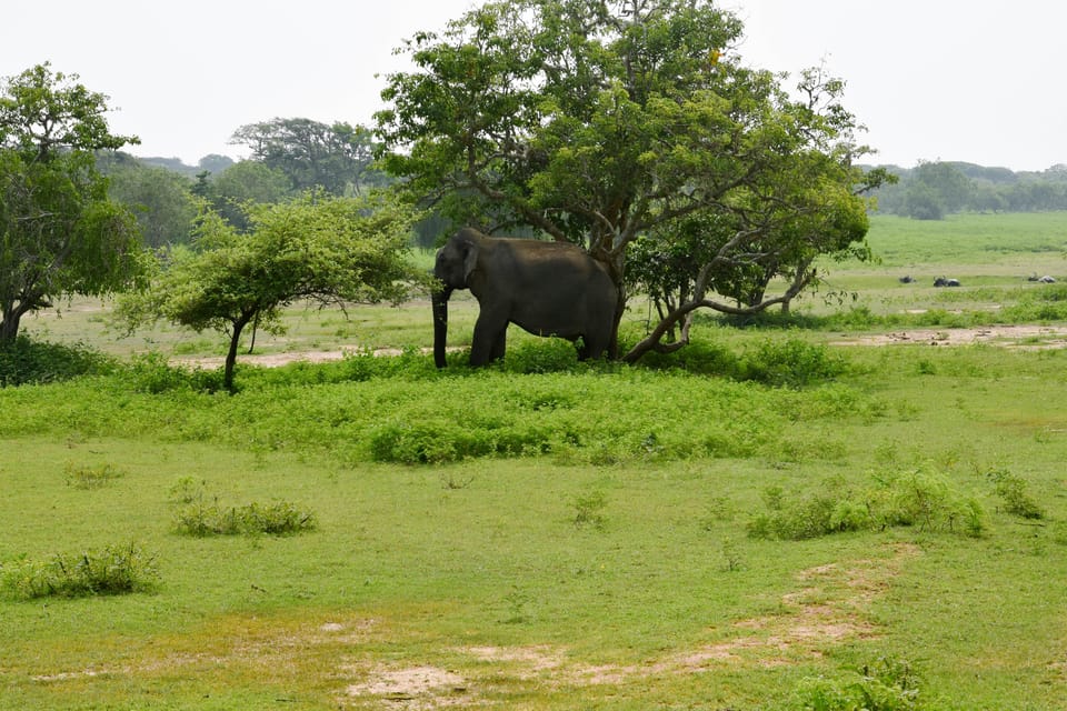 Sri Lanka 5-Day Private Country Side Tour Car, Hotels, Food - Galle Fort walking, then Hikkaduwa and Bentota river time