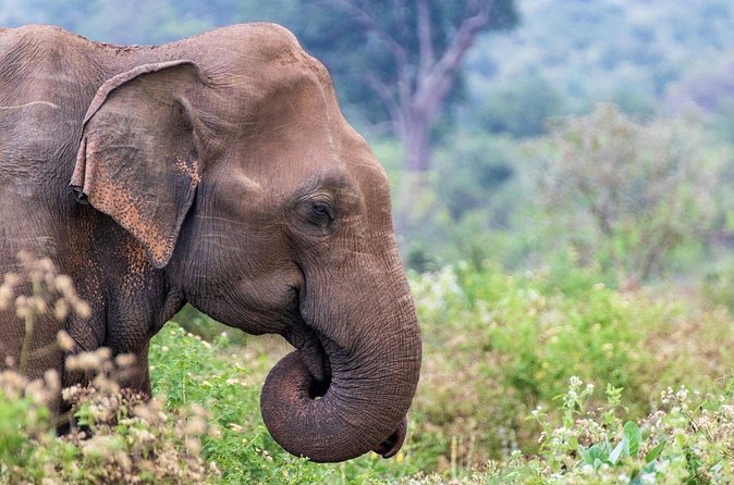Sri Lanka 5 Day tour Best Nature and Culture include top hotels - Tickets, Guides, and What You Should Budget For