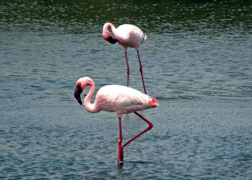 Sri Lanka Green Bless- 2-day Private Trip To Enjoy Nature - Key highlights that make this 2-day nature circuit click