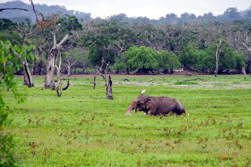 Sri Lanka Green Bless- 2-day Private Trip To Enjoy Nature - Yala National Park at first light: leopard odds and the reality of crowds