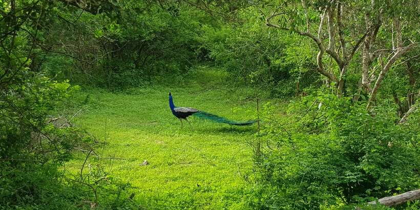 Sri Lanka Nature, culture, history and wildlife in 4 days - Who this Sri Lanka tour fits best