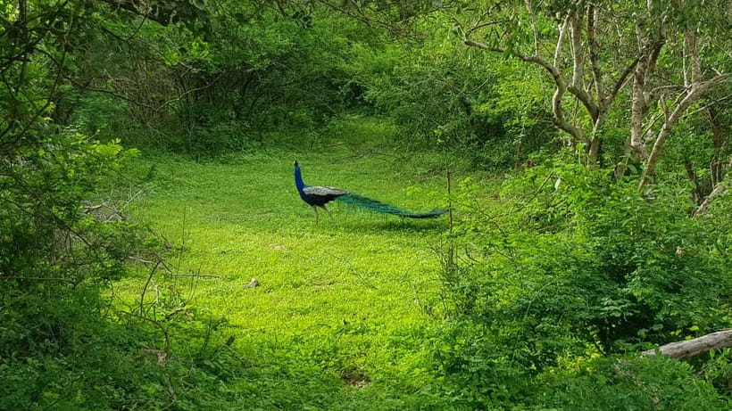 Sri Lanka Nature, culture, history and wildlife in 4 days - Day 2: Sigiriya and Dambulla, Matale spice garden, then Minneriya safari