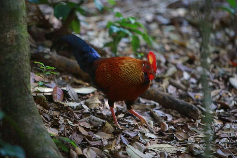 Sri Lanka: Sinharaja rainforest tour from Colombo, Bentota - Why Sinharaja from Colombo or Bentota is a smart one-day plan