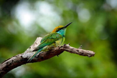 Sri Lanka: Sinharaja rainforest tour from Colombo, Bentota - Private guide + small group: how your day stays flexible