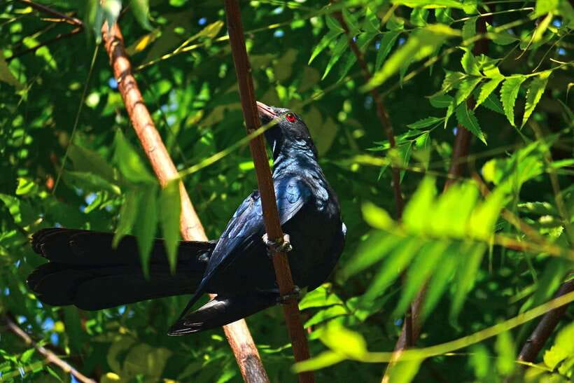 Sri Lanka: Sinharaja rainforest tour from Colombo, Bentota - Waterfalls in Sinharaja: what to expect and how to enjoy them