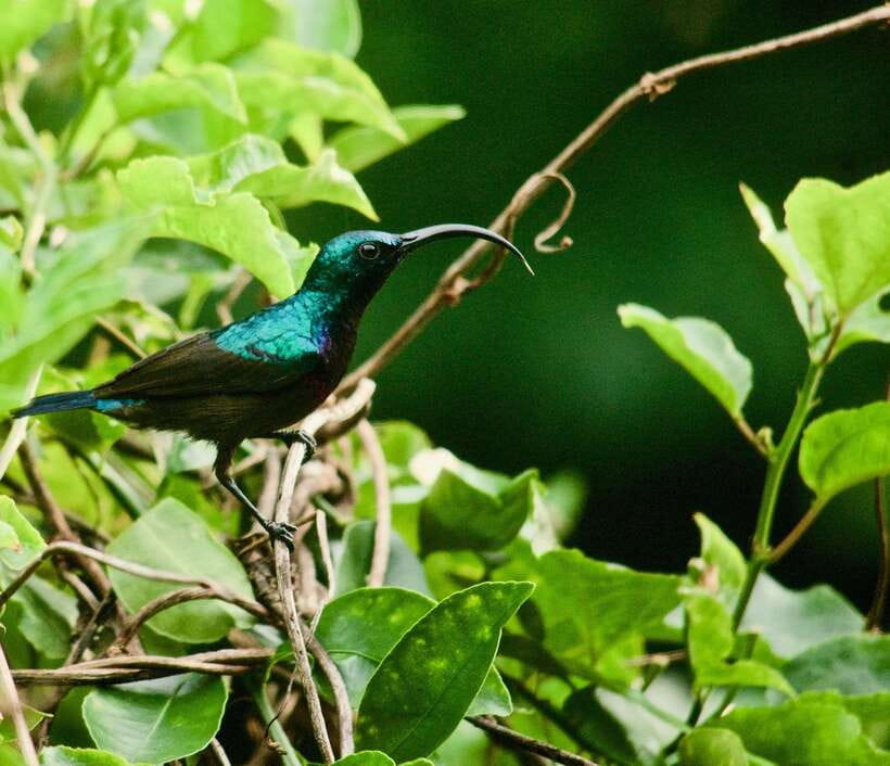 Sri Lanka: Sinharaja rainforest tour from Colombo, Bentota - Birdwatching for endemic birds: the payoff of going with a guide