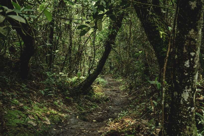Sri Lanka: Sinharaja rainforest tour from Colombo, Bentota - Reaching Sinharaja’s tallest peak: effort, timing, and comfort