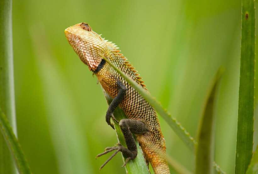 Sri Lanka: Sinharaja rainforest tour from Colombo, Bentota - Lunch in Sri Lanka: included, local, and often spicy