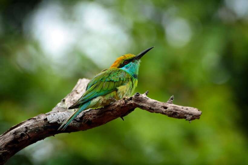 Sri Lanka: Sinharaja rainforest tour from Colombo, Bentota - Private guide + small group: how your day stays flexible