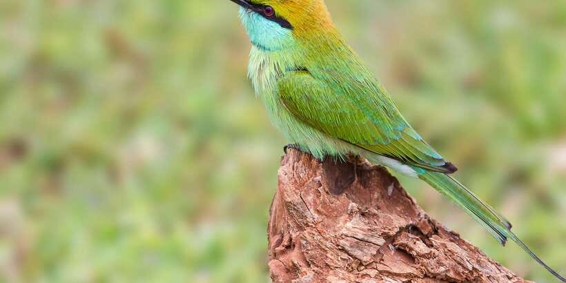 Udawalawa National Park: All-Inclusive Private Day Tour - Value check: is $83 per person a good deal?