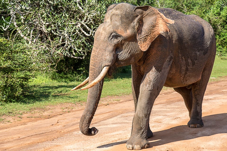 UDAWALAWA SAFARI TOUR from HAMBANTOTA PORT (Shore Excursion) - Wildlife odds: what’s likely, what isn’t guaranteed, and how to think about it