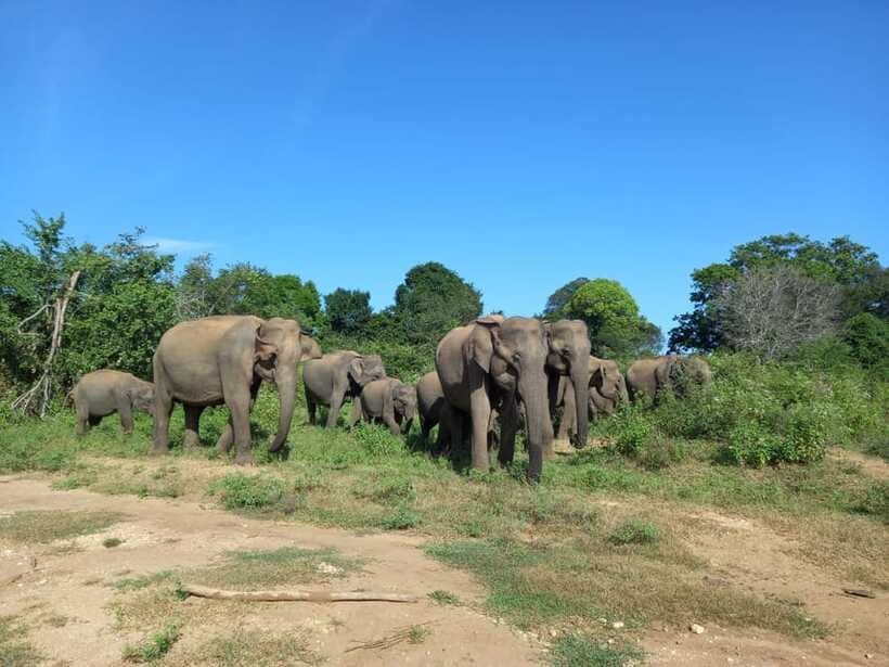 Udawalawe National Park: Elephant Safari with Expert Guide - Rain, mornings, and afternoon rides: choosing the time that matches your priorities