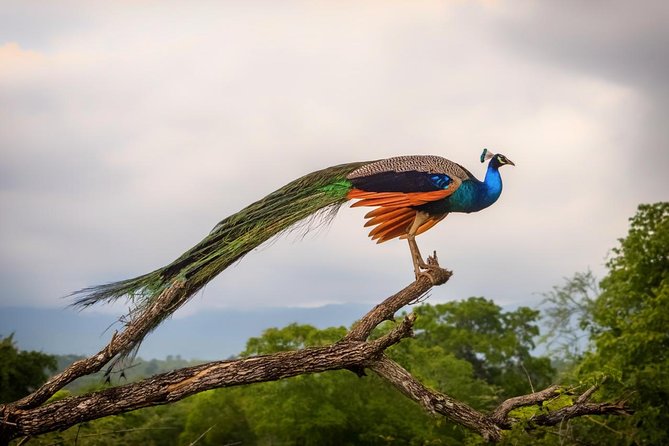 Udawalawe Safari Day Trip from South Region & Transfer to Ella - Lunch, bottled water, and what you still need to plan for