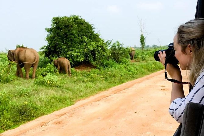 Udawalawe Safari Day Trip from South Region & Transfer to Ella - Who this Udawalawe safari is best for