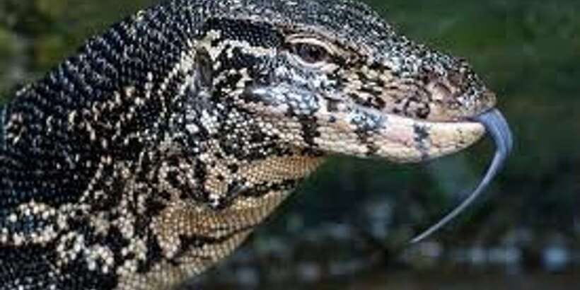 West coast Beach, River Mangroves lagoon, Wildlife boat Tour - Key highlights you’ll feel during the day