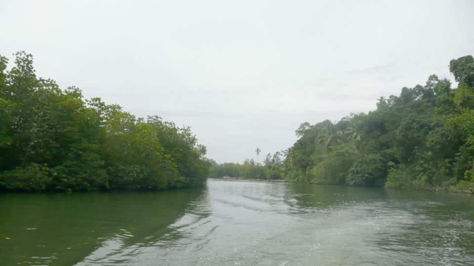 West coast Beach, River Mangroves lagoon, Wildlife boat Tour - Modern motorboat safari: your best odds for birds and crocodiles