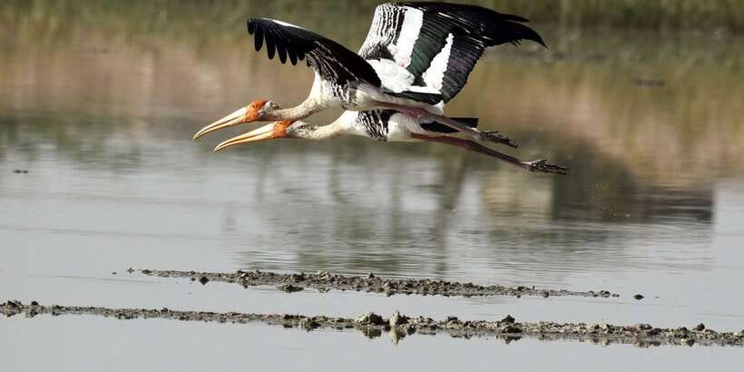 West coast Beach, River Mangroves lagoon, Wildlife boat Tour - Price and logistics: is $90 good value for this specific mix?