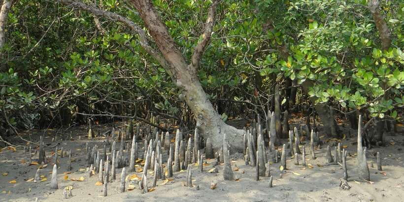 West coast Beach, River Mangroves lagoon, Wildlife boat Tour - The west coast drive: what to expect from the 8-hour rhythm