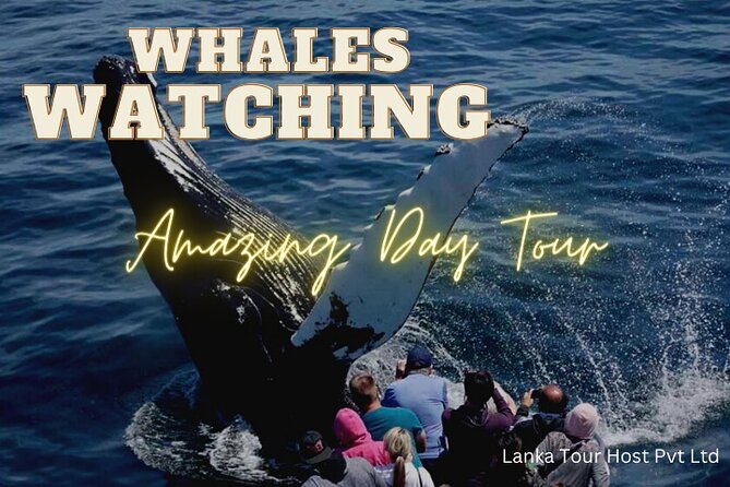 Whales Watching Mirissa Day Tour - Jungle Beach snorkeling: what’s included, and what you must bring