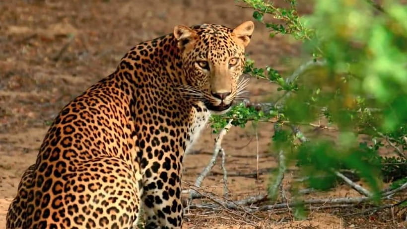 Wilpattu: Private Safari Day Trip with Lunch & Entry Fees - Key highlights before you go