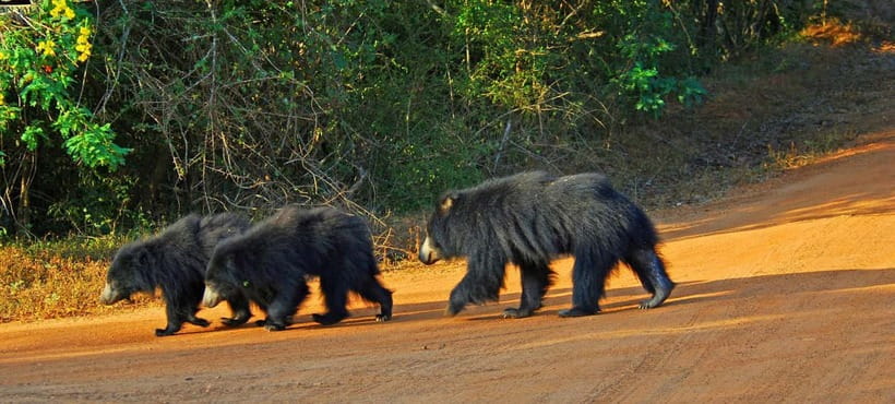 Wilpattu: Private Safari Day Trip with Lunch & Entry Fees - Why Wilpattu Works So Well for a Private Safari