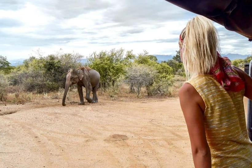 Wilpattu: Private Safari Day Trip with Lunch & Entry Fees - The Private Safari Jeep and Driver-Guide Advantage