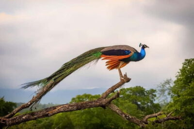 Wilpattu: Private Safari Day Trip with Lunch & Entry Fees - Pickup Windows and How the Day Actually Feels (8–12 Hours)