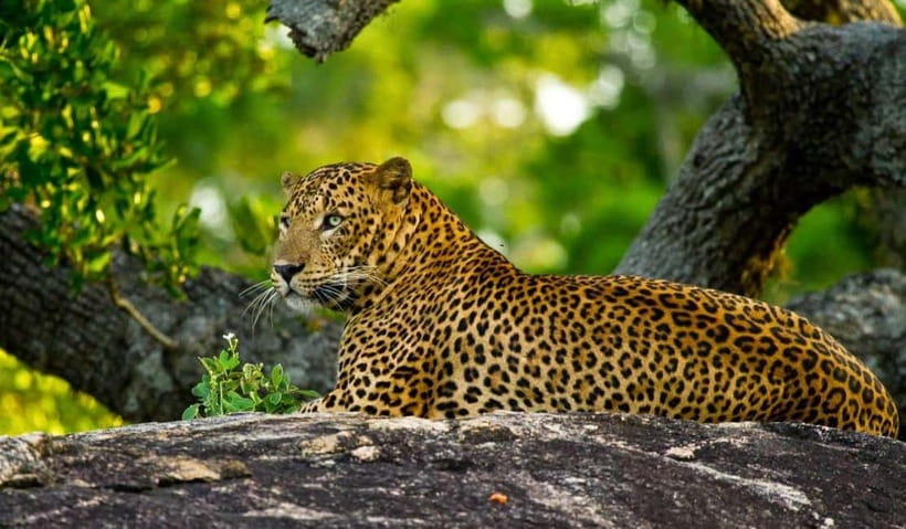Wilpattu: Private Safari Day Trip with Lunch & Entry Fees - Lunch Break: A Real Meal, Not a Rushed Stop