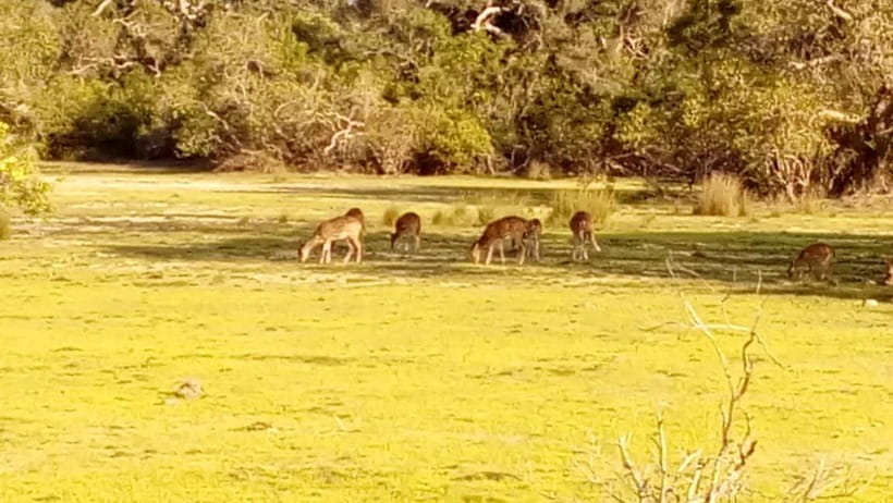 Wilpattu: Private Safari Day Trip with Lunch & Entry Fees - Rules, Comfort, and Safety: The Stuff That Actually Affects Your Day