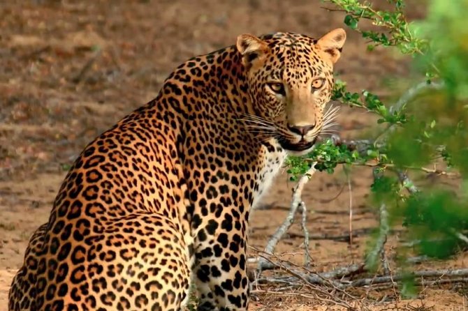 Yala Full Day Safari with Picnic Lunch - Private & All Inclusive - Quick hits before you go