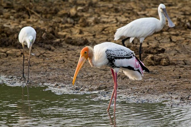 Yala Full Day Safari with Picnic Lunch - Private & All Inclusive - What Yala is like during a long safari day