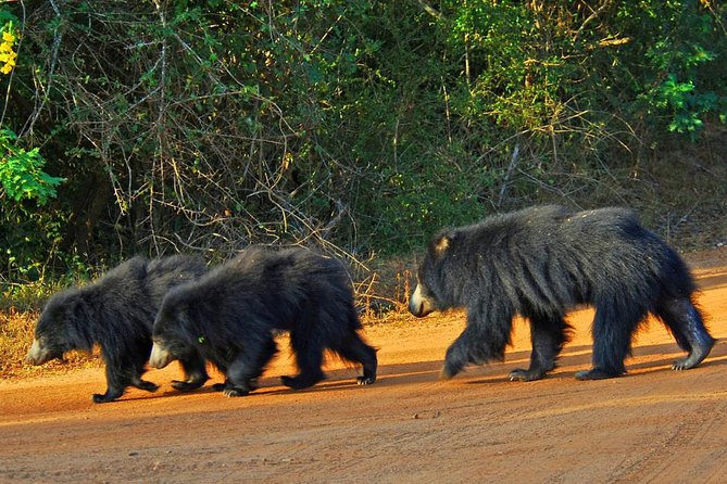 Yala Full Day Safari with Picnic Lunch - Private & All Inclusive - The human factor: guides and drivers make the day