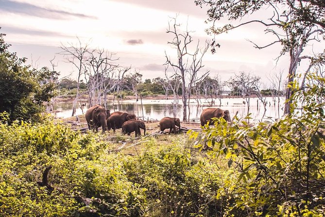 Yala Full Day Safari with Picnic Lunch - Private & All Inclusive - Price and value: $175 per person, and what’s included