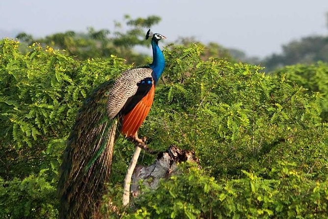 Yala Full Day Safari with Picnic Lunch - Private & All Inclusive - Who this private Yala safari suits best (and who might reconsider)