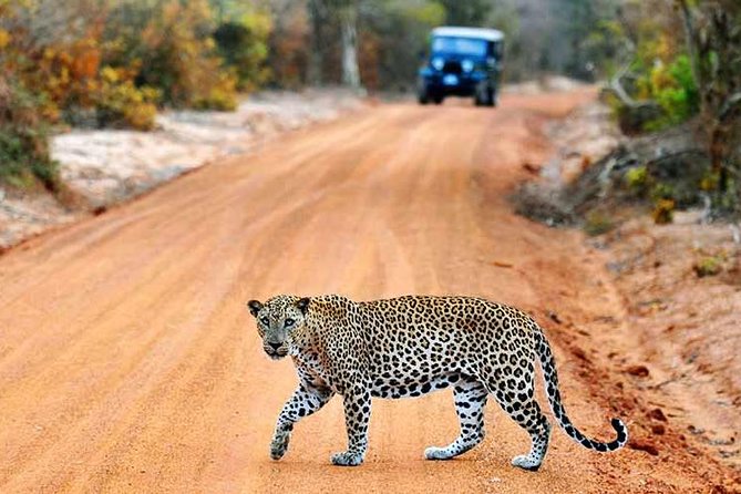 Yala Full Day Safari with Picnic Lunch - Private & All Inclusive - From your hotel: private transport that keeps the day sane