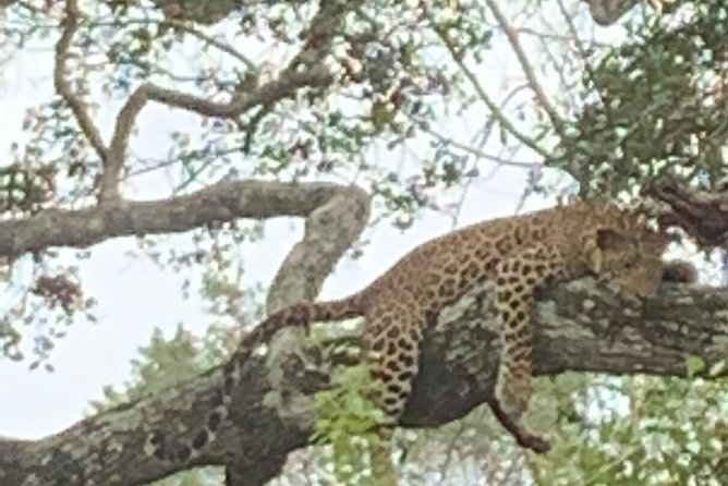 Yala National Park Full-Day Jeep Safari with Lunch - Inside Yala: Jeep Safari With a Licensed Guide