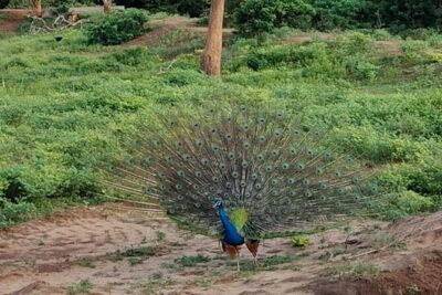 Yala National Park Full-Day Jeep Safari with Lunch - The Safari-to-Lunch Transition: Authentic Food When You Need It