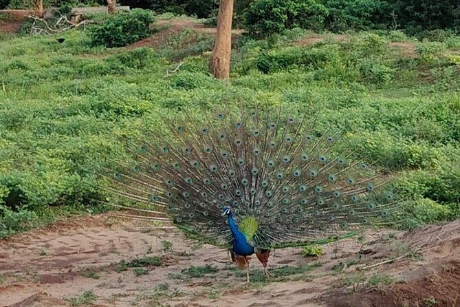 Yala National Park Full-Day Jeep Safari with Lunch - The Safari-to-Lunch Transition: Authentic Food When You Need It