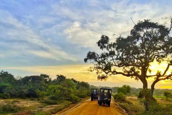 Yala National Park Private Jeep Safari From Colombo & Negombo - Key highlights you’ll care about
