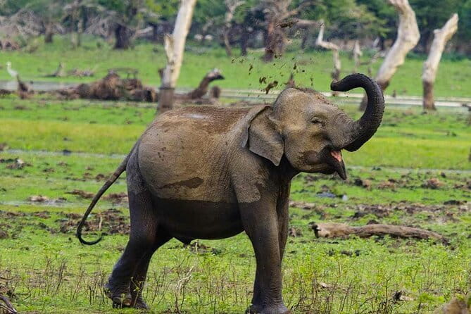 Yala National Park Private Jeep Safari From Colombo & Negombo - The transfer to Tissamaharama: where the day gets its rhythm