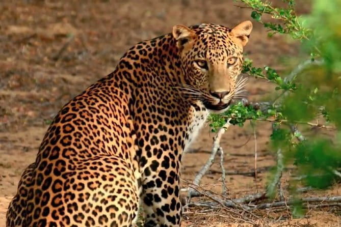 Yala National Park Private Jeep Safari From Colombo & Negombo - Jeep reality: open-air fun, dust management, and comfort level