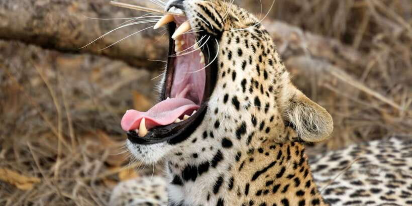 Yala Safari All-Inclusive Package with Convenient Pick Up - Key highlights you’ll feel right away